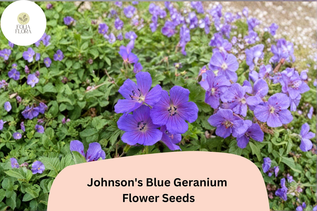 25+ Johnson's Blue Geranium Seeds, Purple Flowers, Hardy Perennial, Geranium x oxonianum, Attracts Bees & Butterflies
