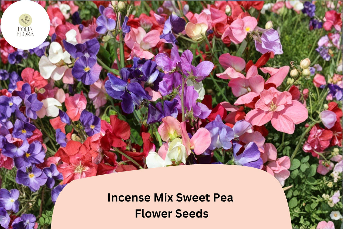 Incense Mix Sweet Pea Seeds | 50+ Mixed Color Flower Seeds | Lathyrus odoratus Annual Climbing Vine for Garden