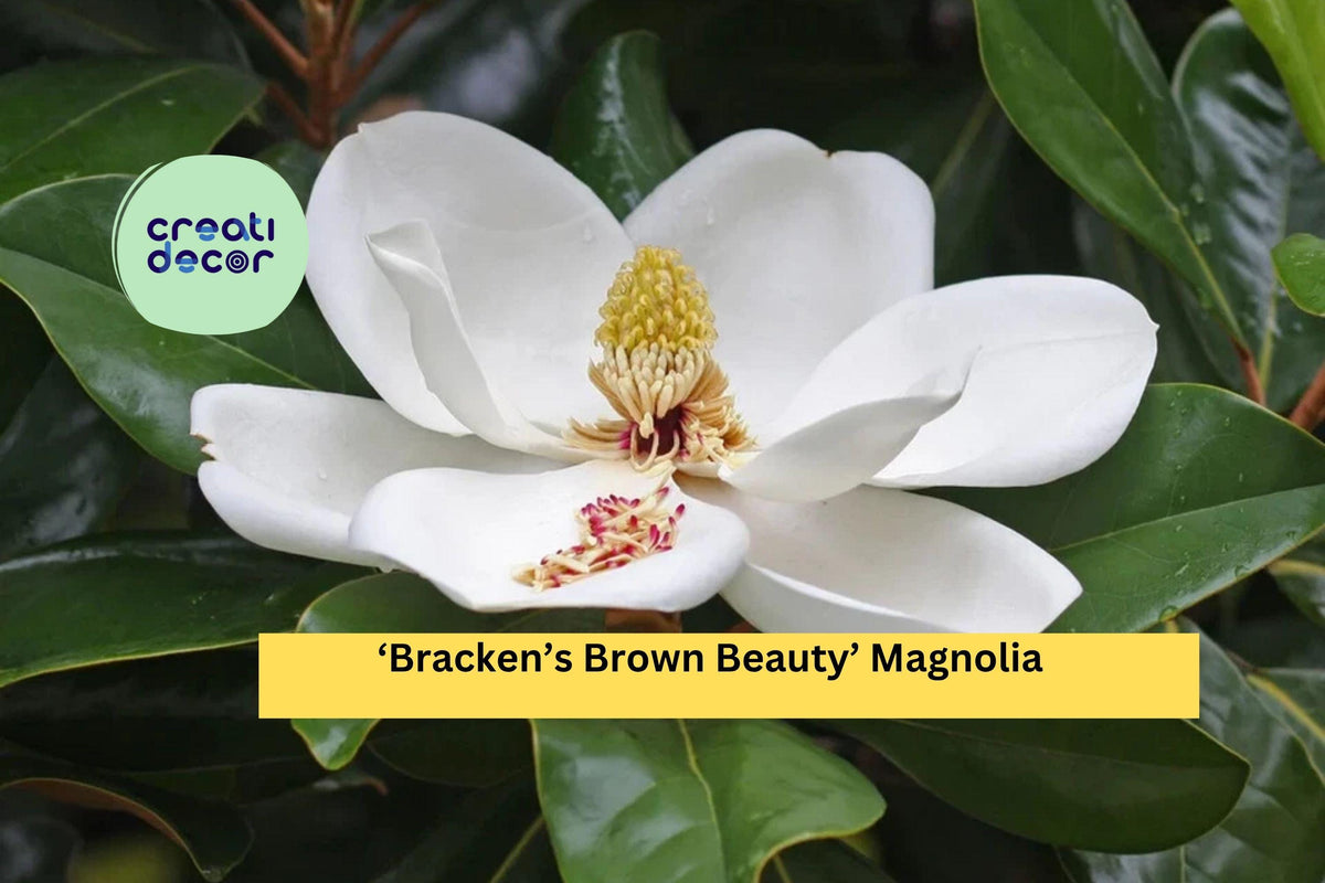 Bracken's Brown Beauty Magnolia Tree 20-28 Inch Live Evergreen Magnolia grandiflora with Fragrant White Flowers