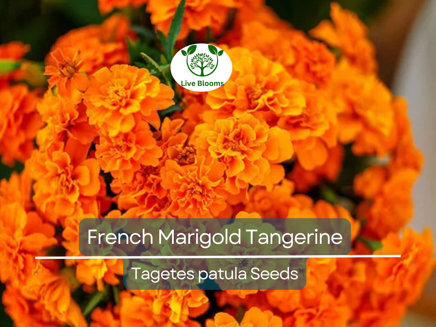 100 Seeds French Marigold Tangerine Double Dwarf Non-GMO - Vibrant Orange Blooms for Containers & Garden Borders