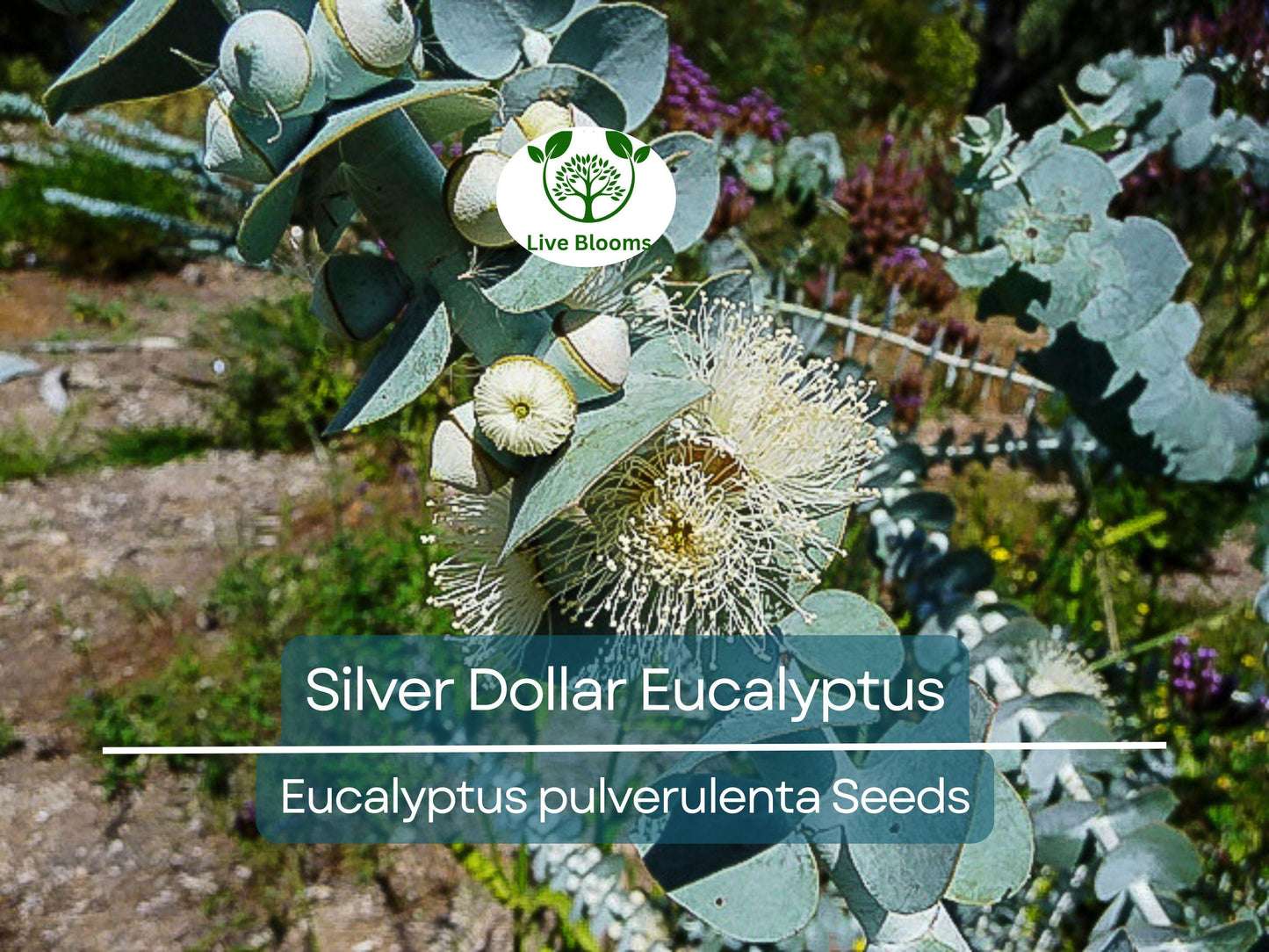 40 Eucalyptus pulverulenta 'Baby Blue' Bonsai Seeds - Silver Dollar Eucalyptus for Indoor and Outdoor Gardens