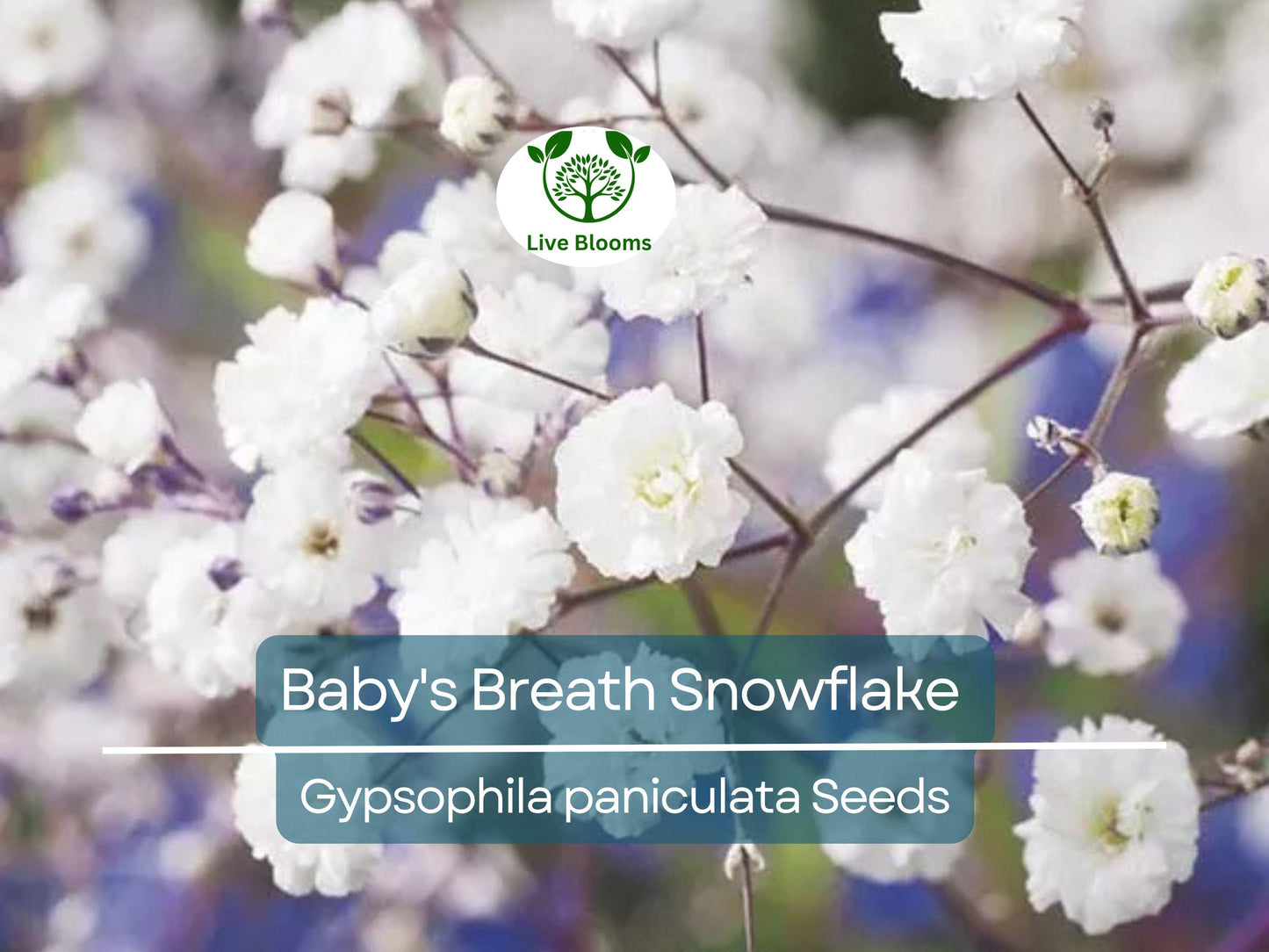 50 Baby's Breath Snowflake Seeds - Non-GMO Perennial Gypsophila paniculata for Garden & Floral Arrangements