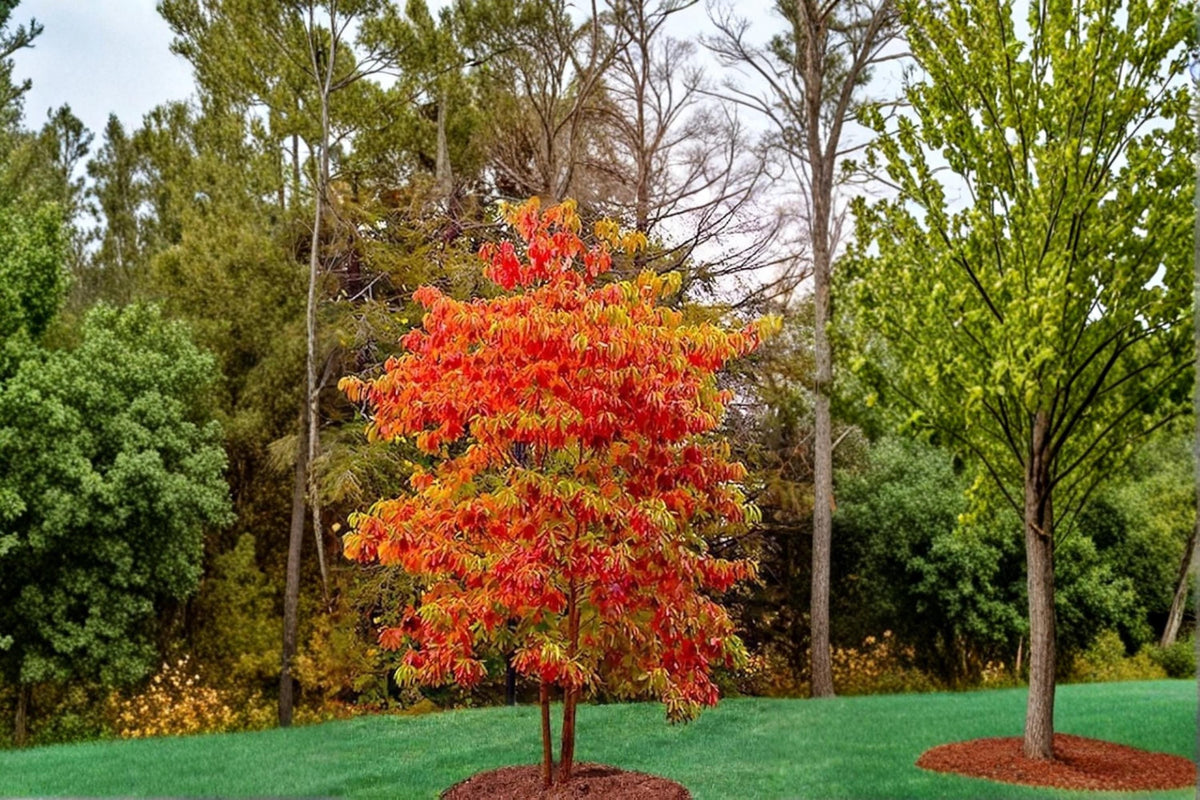 Sassafras Live Plants 2 Pack Bare Root Native Tree Ornamental Sassafras albidum 1-2 ft Tall for Gardens & Landscaping