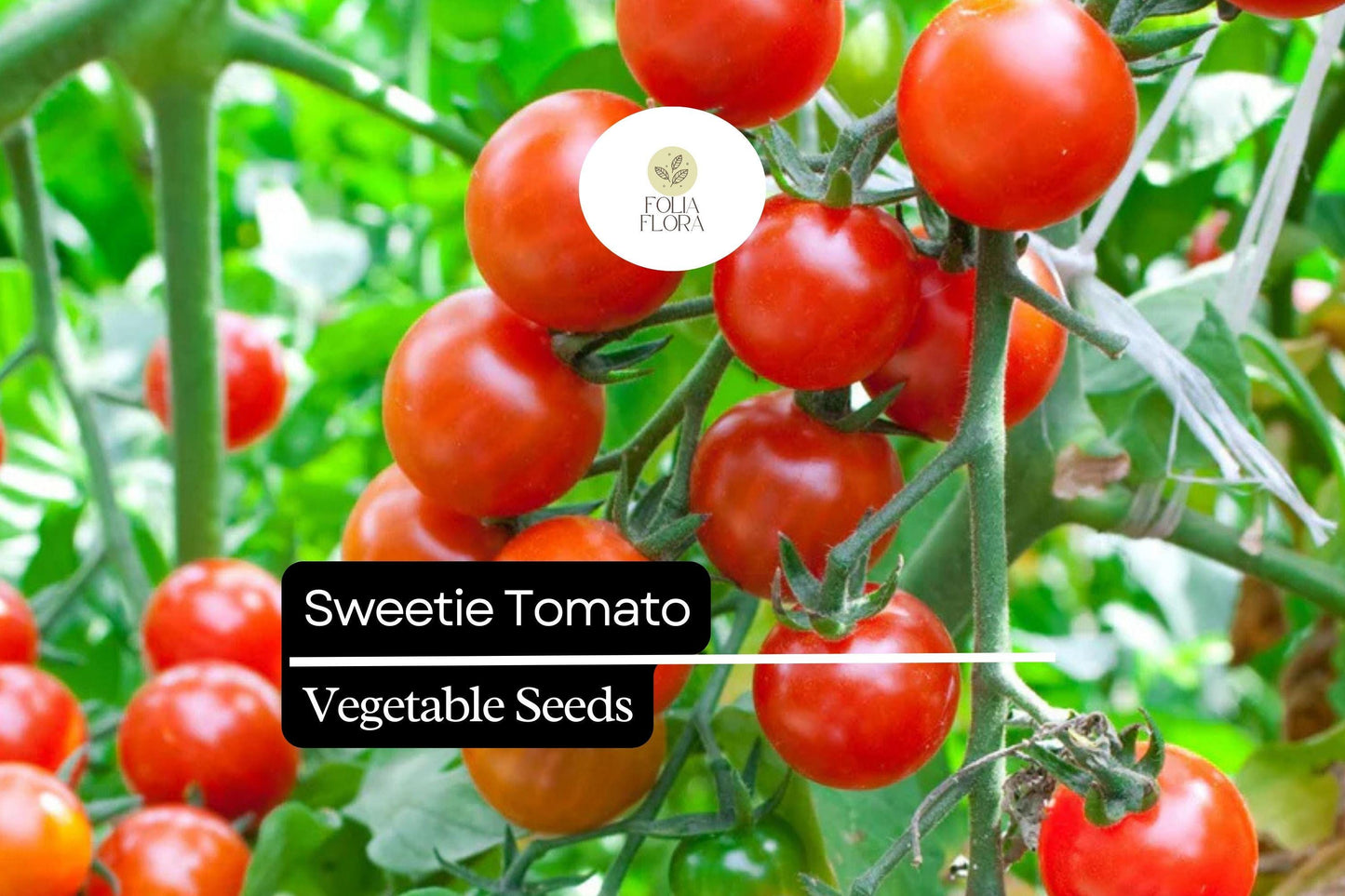 30 Sweetie Tomato Seeds – Heirloom Extra-Sweet Cherry Tomatoes, High-Yielding & Crack-Resistant