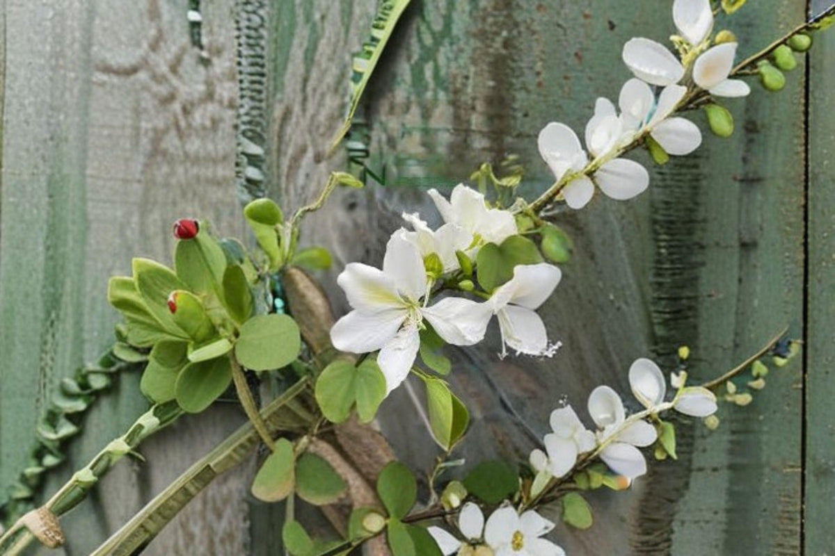 Flowering Plant Seeds - 10 Seeds - Bauhinia alba - White Orchid Tree - Fragrant Blooms - Tropical Ornamental Beauty