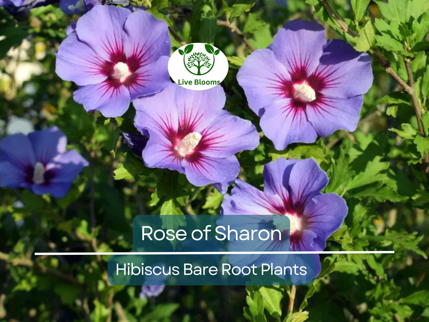 2 Rose of Sharon Plants – Hibiscus syriacus 10–18" Tall Bare Root Hardy Flowering Shrubs for Garden