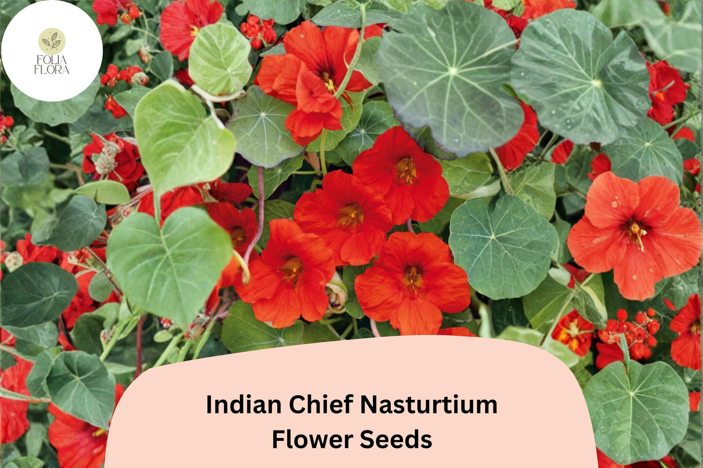 50+ Indian Chief Nasturtium Seeds | Tropaeolum majus | Deep Red Blooms | Easy-Grow Annual for Borders & Containers