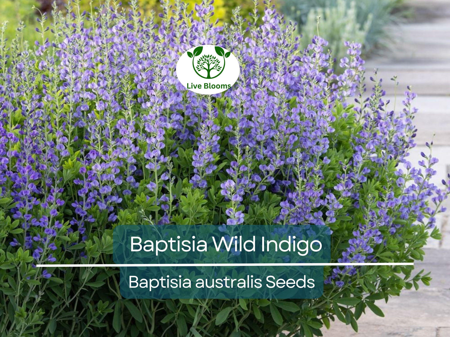 50 Seeds BAPTISIA Wild Indigo Blue Flowers Perennial Native Pollinator Plant Non-GMO
