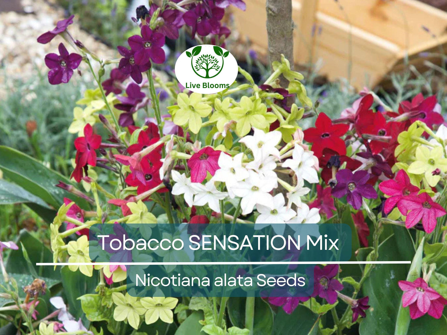 500 Seeds Tobacco SENSATION Mix Nicotiana alata - Fragrant Jasmine Flowers, Non-GMO, Easy to Grow