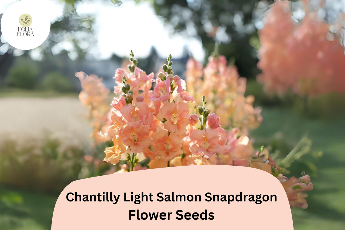 Chantilly Light Salmon Snapdragon Seeds | 1000+ Premium Antirrhinum majus | Tall Peachy-Pink Blooms for Garden & Cut Flowers