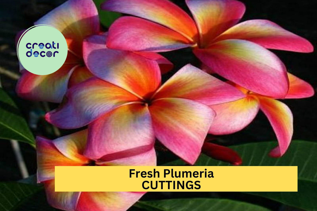 Fresh Plumeria Cutting 12+ Inches | Unrooted Frangipani Flower Cutting for Tropical Garden | Ships from USA