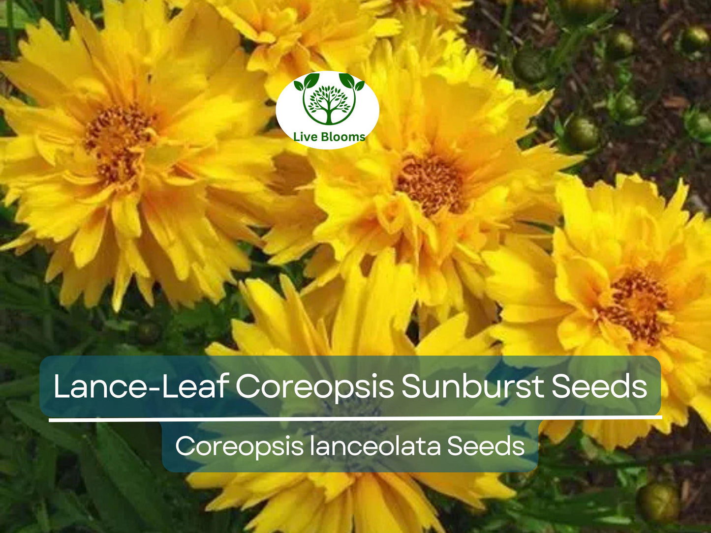 100 Seeds Lance-Leaf Coreopsis Sunburst Perennial Wildflower Non-GMO Bright Yellow Flowers