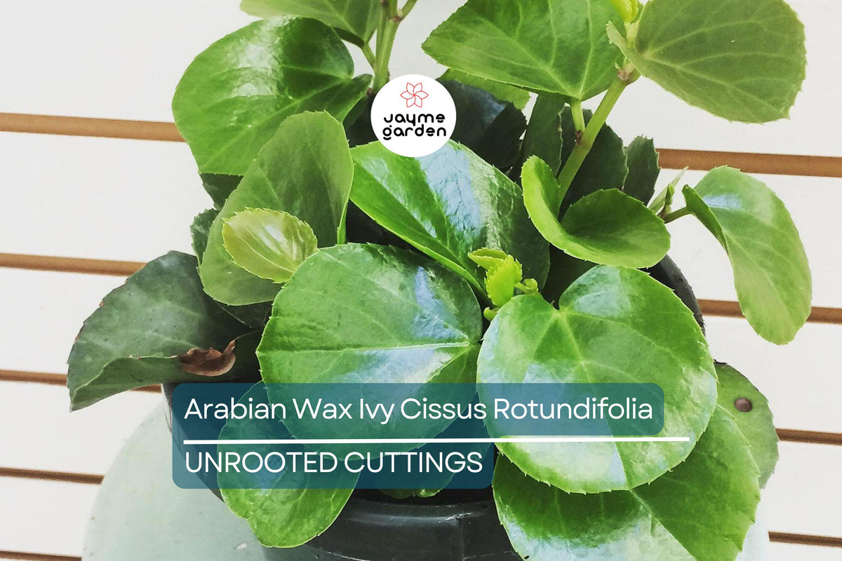 Rare Arabian Wax Ivy Unrooted Cutting - Cissus Rotundifolia - Easy Care Indoor Plant with Glossy Green Foliage for Home Decor