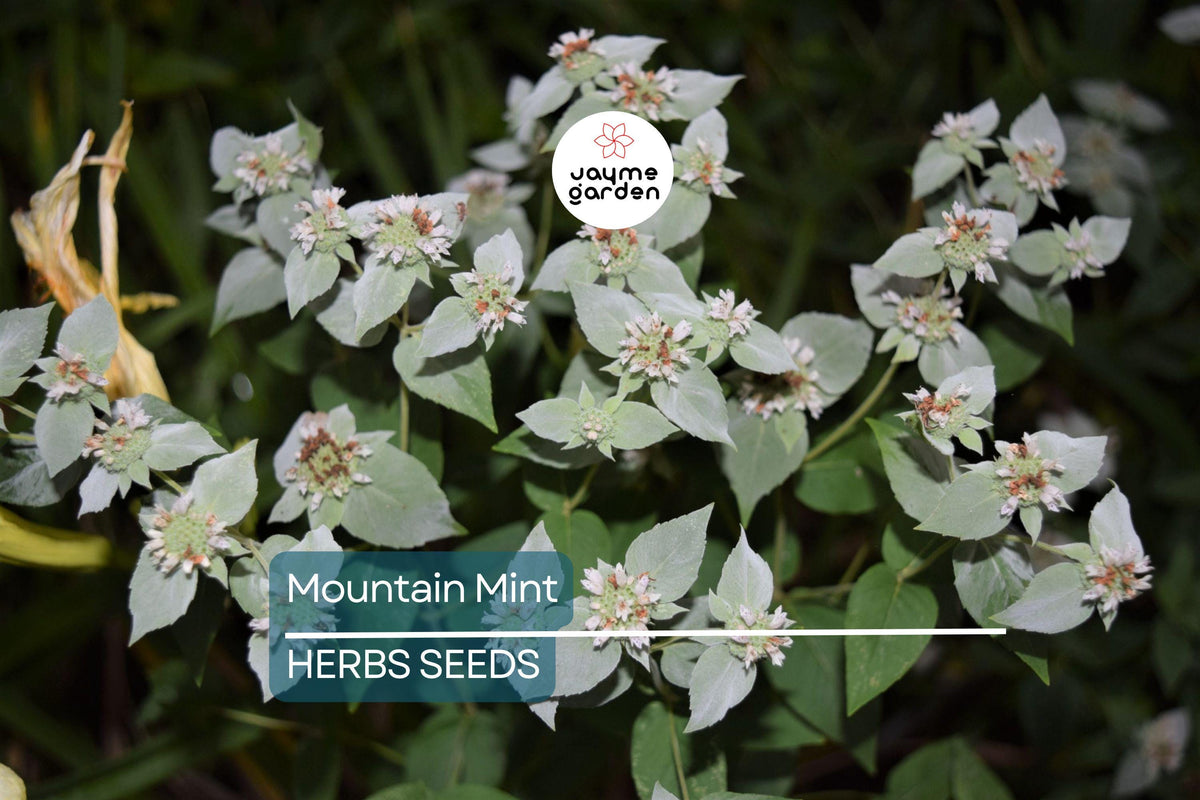 650 Mountain Mint Seeds - Pycnanthemum pilosum - Fragrant Tea Herb, White Flowers, Attracts Pollinators, Non-GMO
