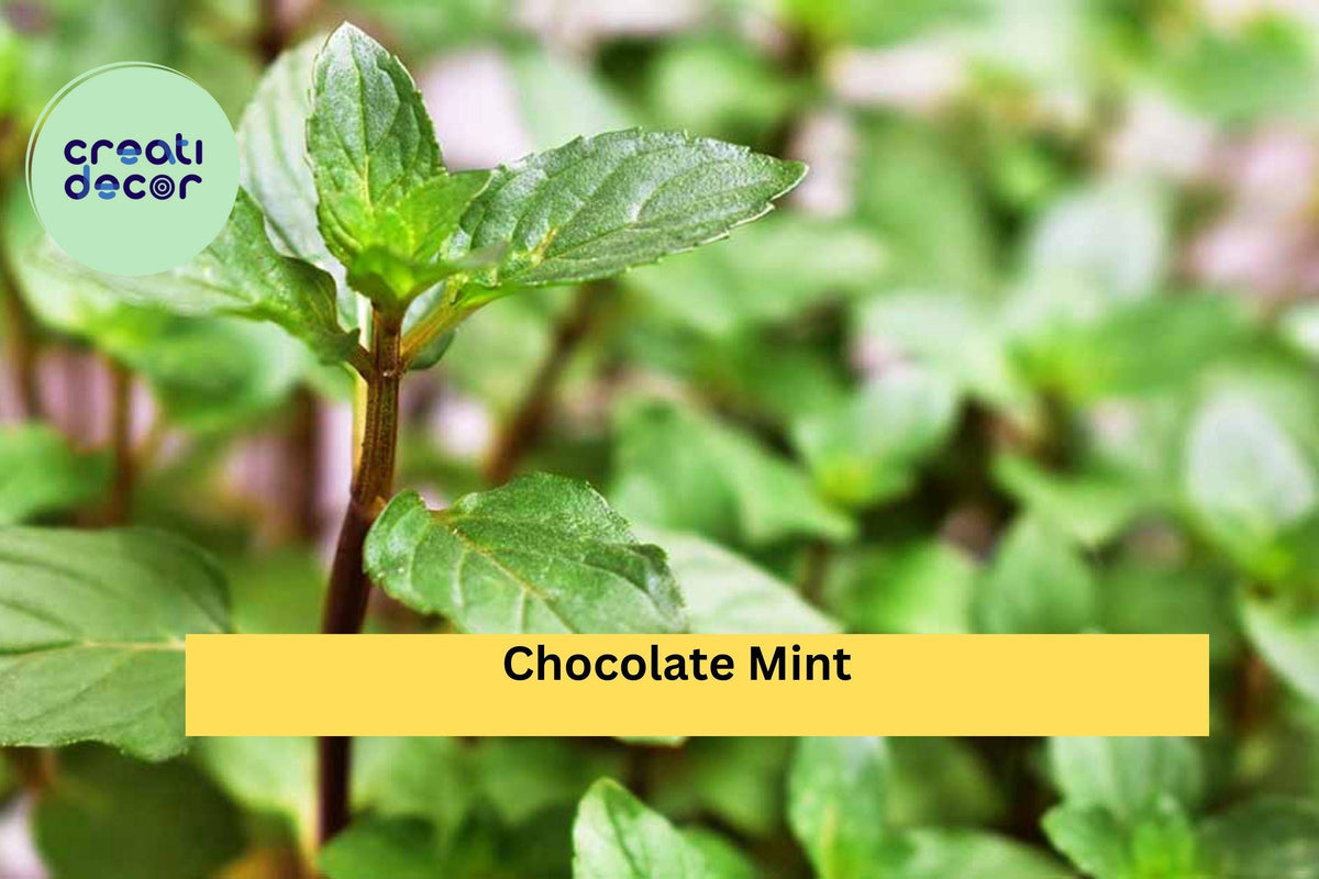 Chocolate Mint Starter Plants – 4 Live Roots, Fragrant Peppermint Variety, Mentha × piperita ‘Chocolate’, Hardy Perennial Herb