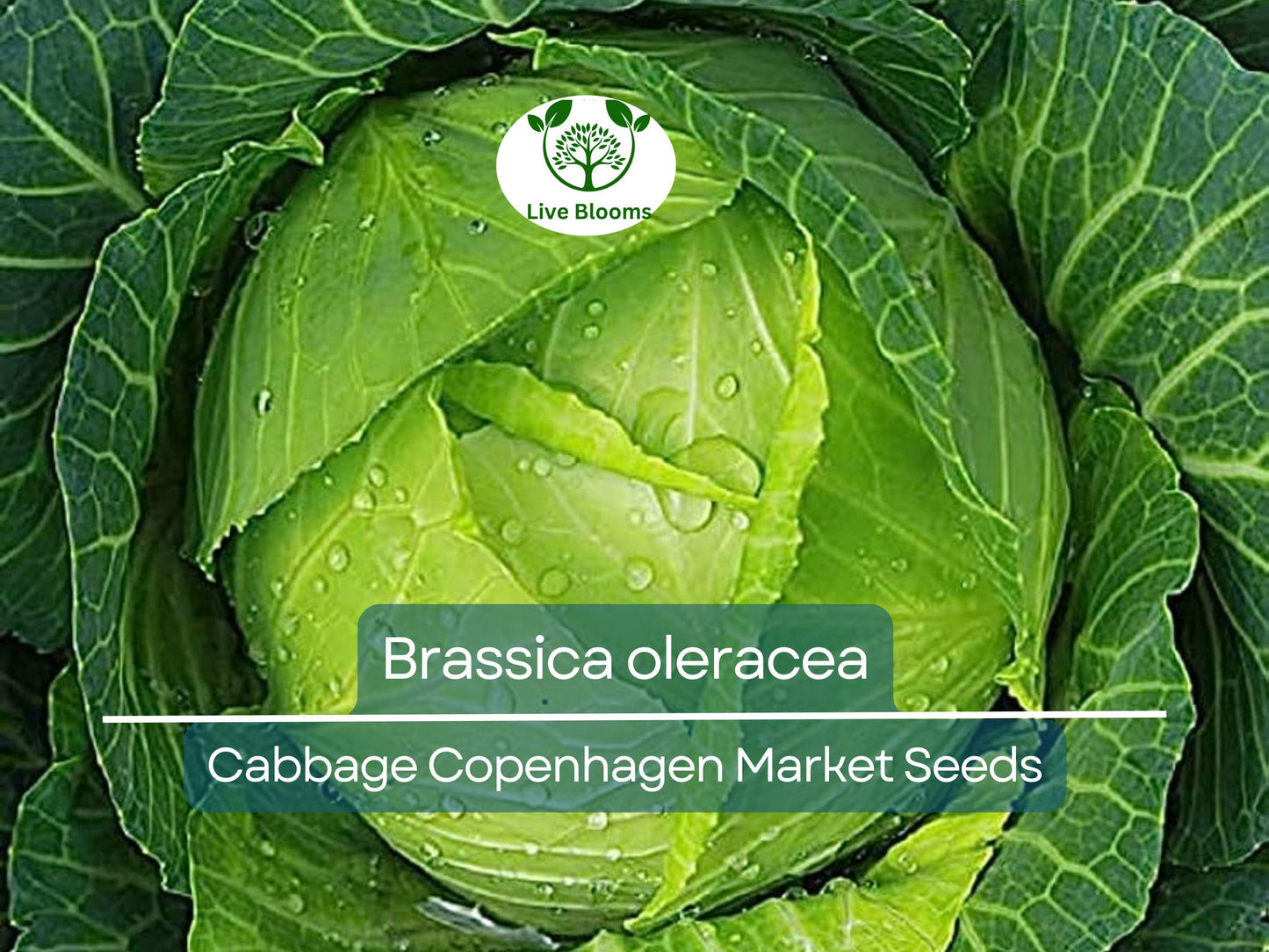 250 Heirloom Cabbage Copenhagen Market Seeds - Brassica oleracea for Crisp, Fresh Harvests