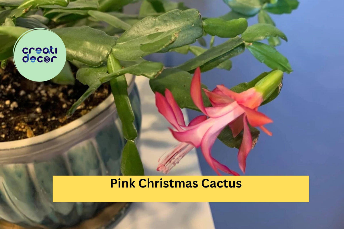 Pink Christmas Cactus Cuttings - 3 Unrooted Segments - Schlumbergera × buckleyi - Easy Care Indoor Holiday Plant