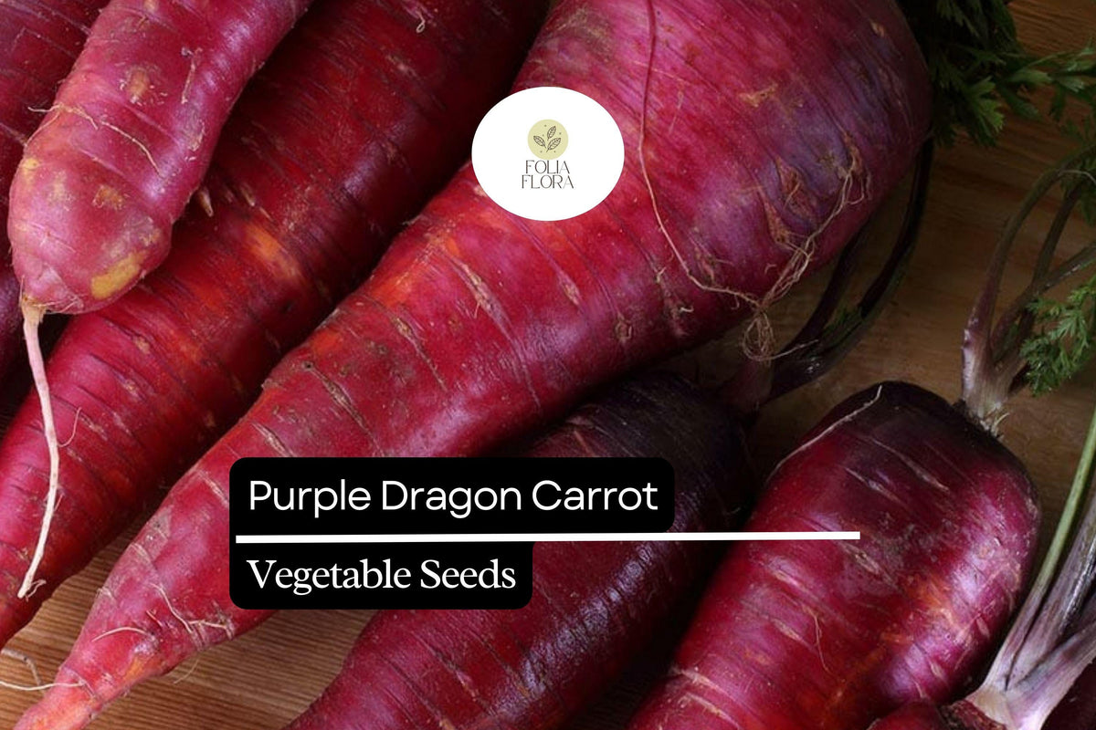 Purple Dragon Carrot Seeds - 200 Heirloom Seeds, Daucus Carota, Vibrant Purple Skin, Sweet Flavor, Crunchy Texture