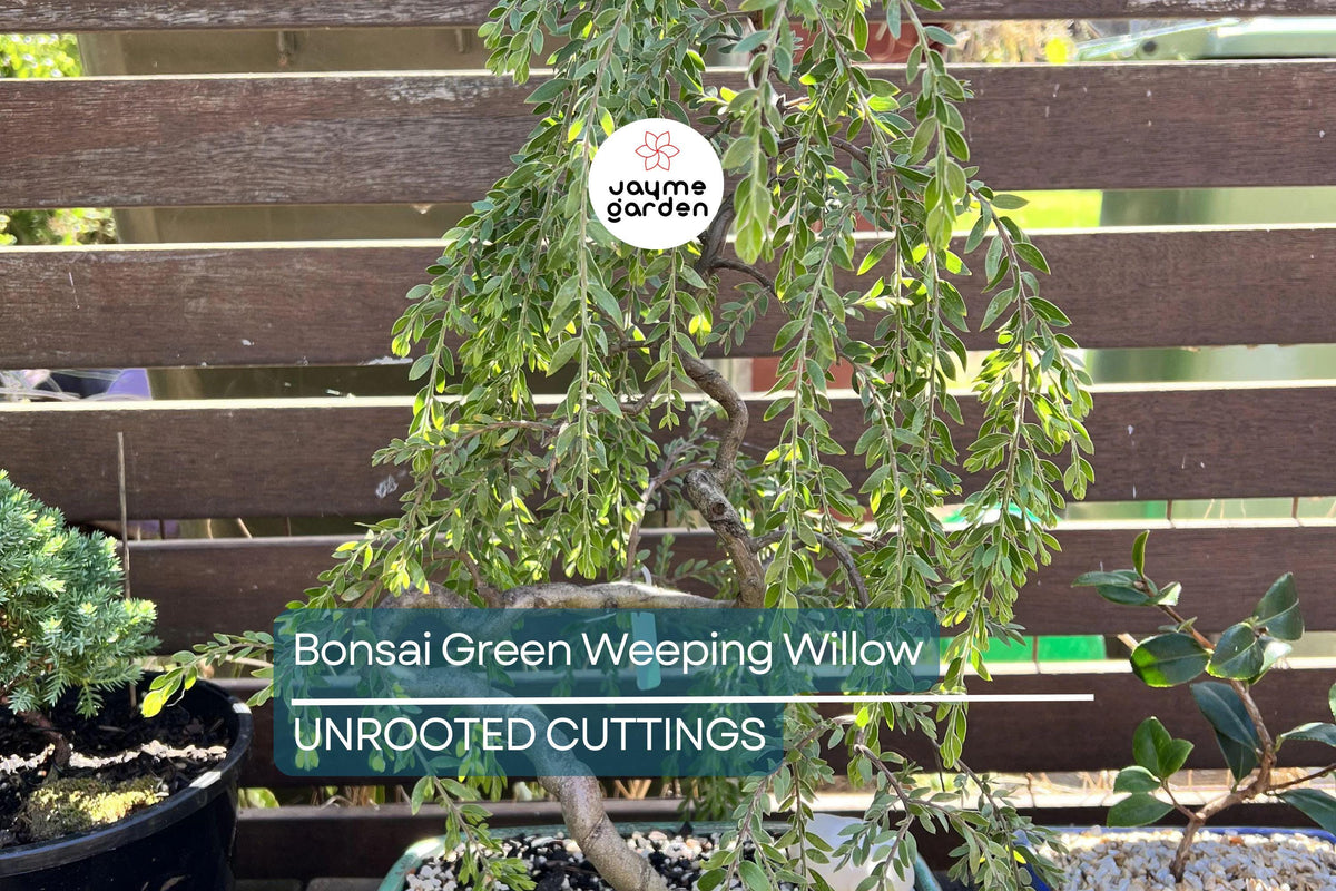 Weeping Willow Bonsai Cutting | Thick Trunk | Fast Growing | Green Weeping Willow (Salix babylonica)