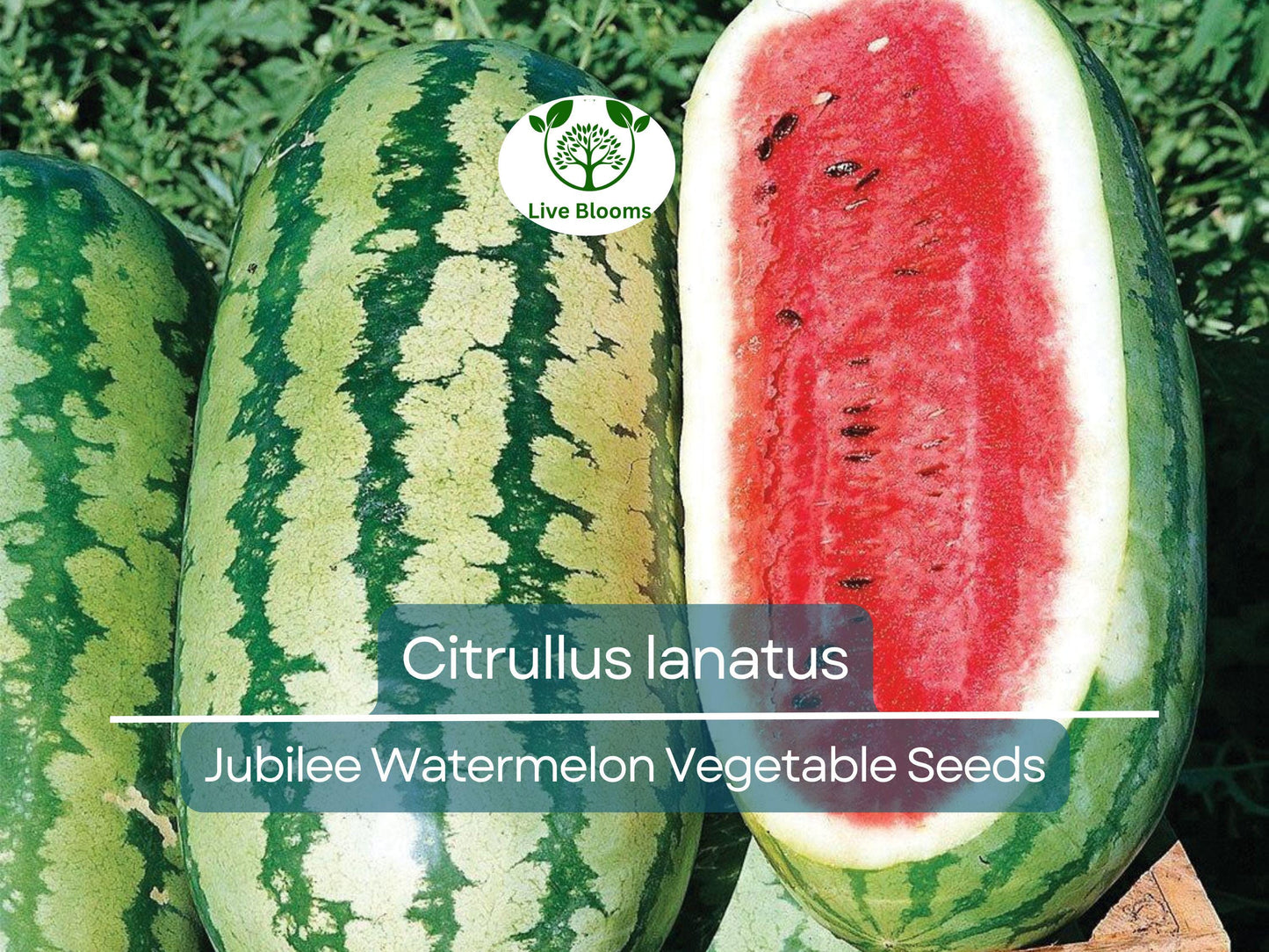 1000 mg Jubilee Watermelon Seeds - Heirloom Citrullus lanatus for Sweet, Juicy Home Garden Harvest