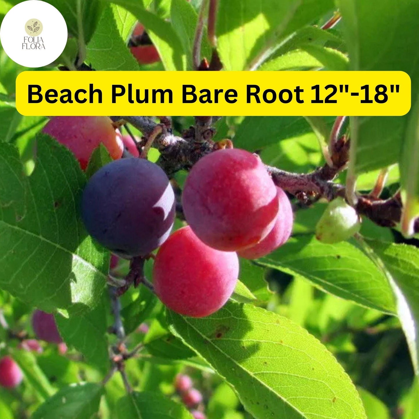 Prunus maritima Beach Plum Live Bare Root Plant 12-18" for Zones 3-9 - Edible Fruit Shrub