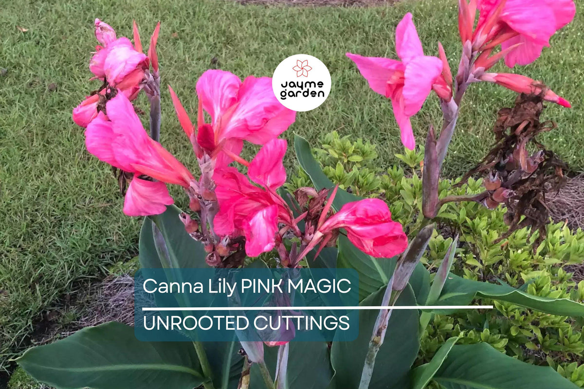 Canna Lily Bulb - Pink Magic Dwarf Tropical Plant, Fast-Growing, Deep Pink Flowers, Canna indica, USDA Zones 8-11