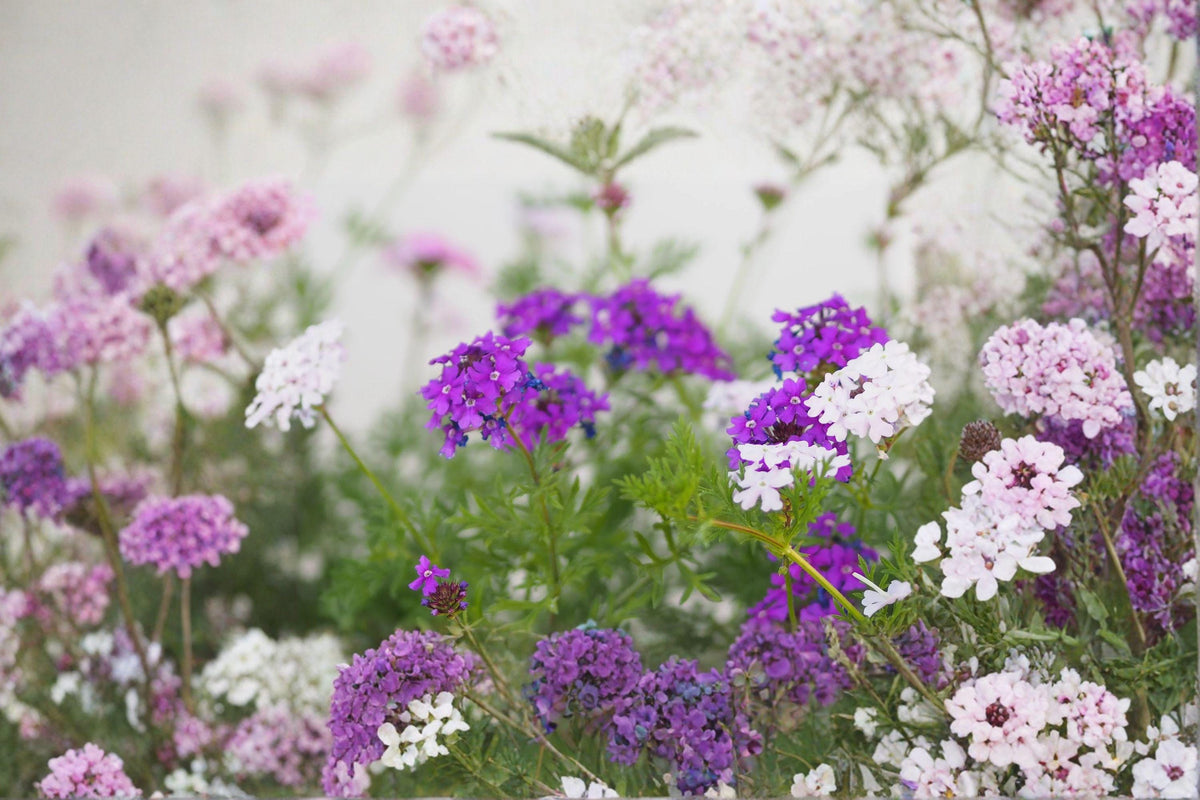 Moss Verbena Seeds - 100 Count Purple Ground Cover - Heat Tolerant Annual - Verbena tenuisecta - Butterfly Friendly