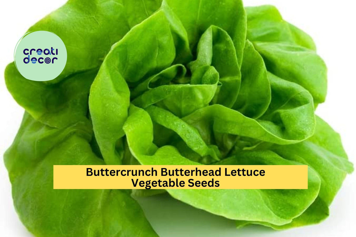 Buttercrunch Butterhead Lettuce Seeds 3pcs 1g Heirloom Lactuca sativa - Tender, Bolt-Resistant, Perfect for Gardens & Containers