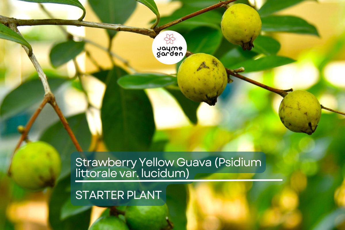 Strawberry Yellow Guava Tree 1’-2’ Live Tropical Fruit Plant, Psidium littorale var. lucidum, Sweet Aromatic Flavor for Gardens