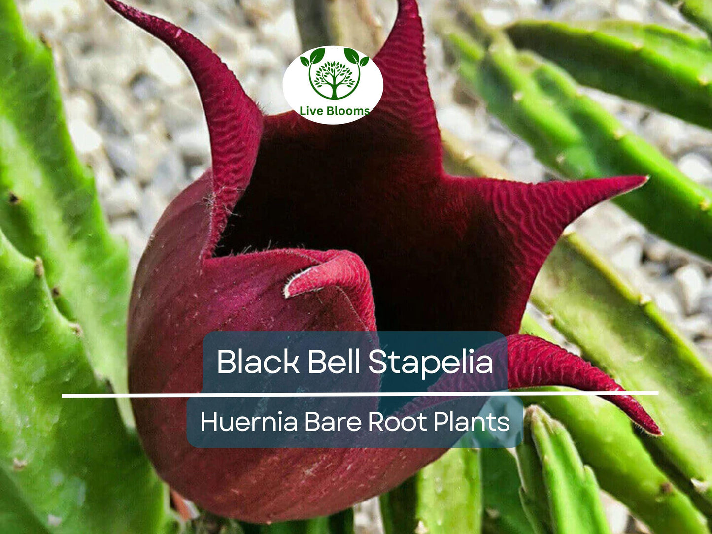 Black Bell Stapelia Huernia leendertziae Live Bare Root Succulent with Dark Star-Shaped Bloom