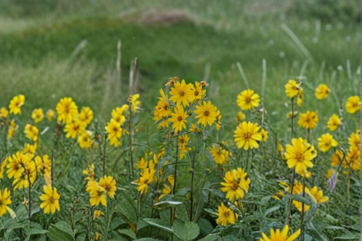 Maximilian Sunflower Seeds, 50 Pack - Helianthus maximiliani, Native Perennial, Late Season Yellow Blooms, Attracts Pollinators
