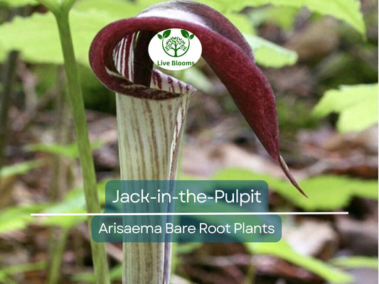 10 Jack-in-the-Pulpit Bulbs – Native Shade Garden Perennial Arisaema triphyllum