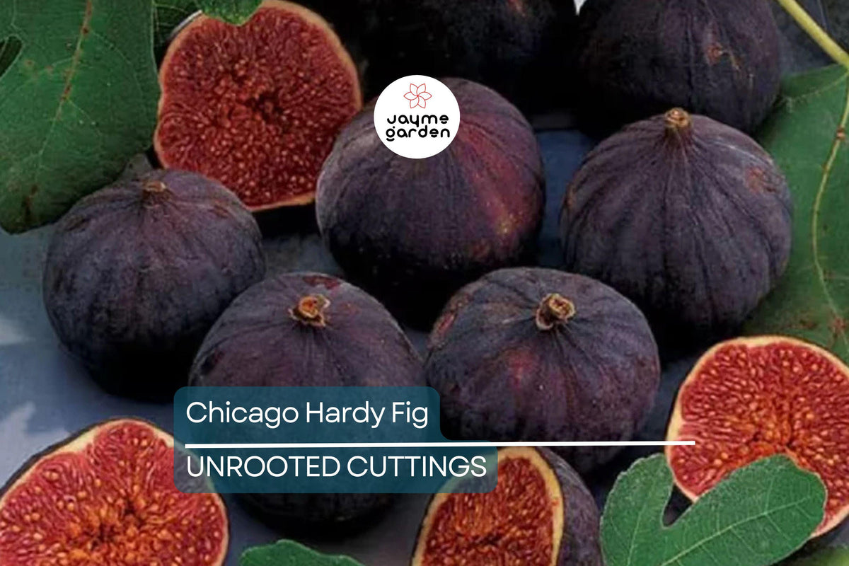 10 Chicago Hardy Fig Tree Cuttings 9"-10" Long | Ficus carica | Cold-Resistant & Fast-Growing for Temperate Climates
