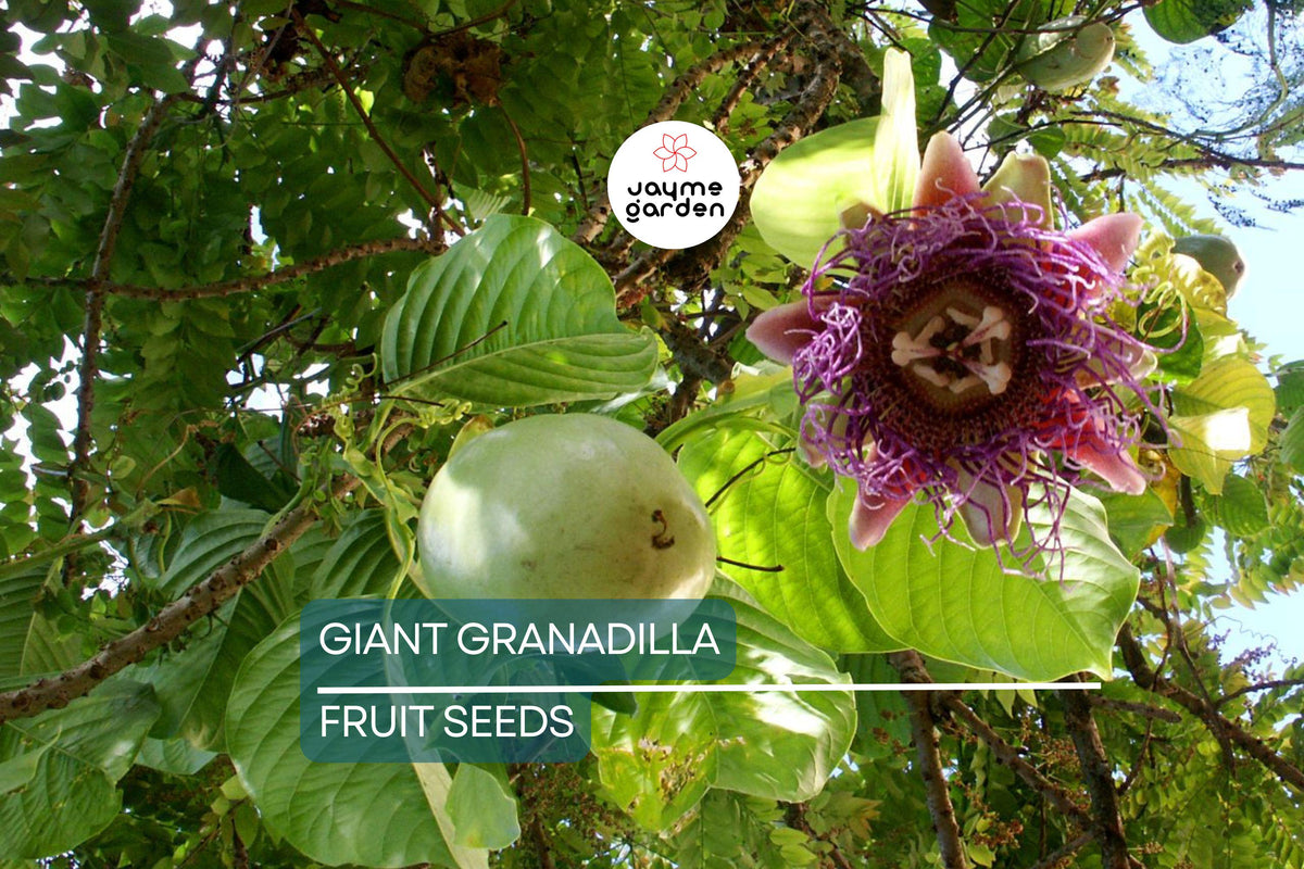 Giant Granadilla Seeds - 10 Count - Exotic Passionfruit Vine (Passiflora quadrangularis) - Fast Growing Tropical Fruit Seeds