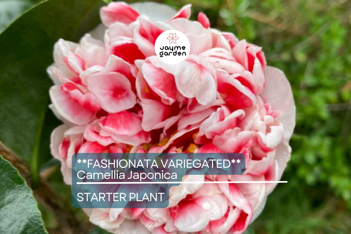 Fashionata Variegated Camellia Japonica Starter Plant - Live Well-Rooted in Pot, Pink & White Variegated Blooms, Evergreen Shrub