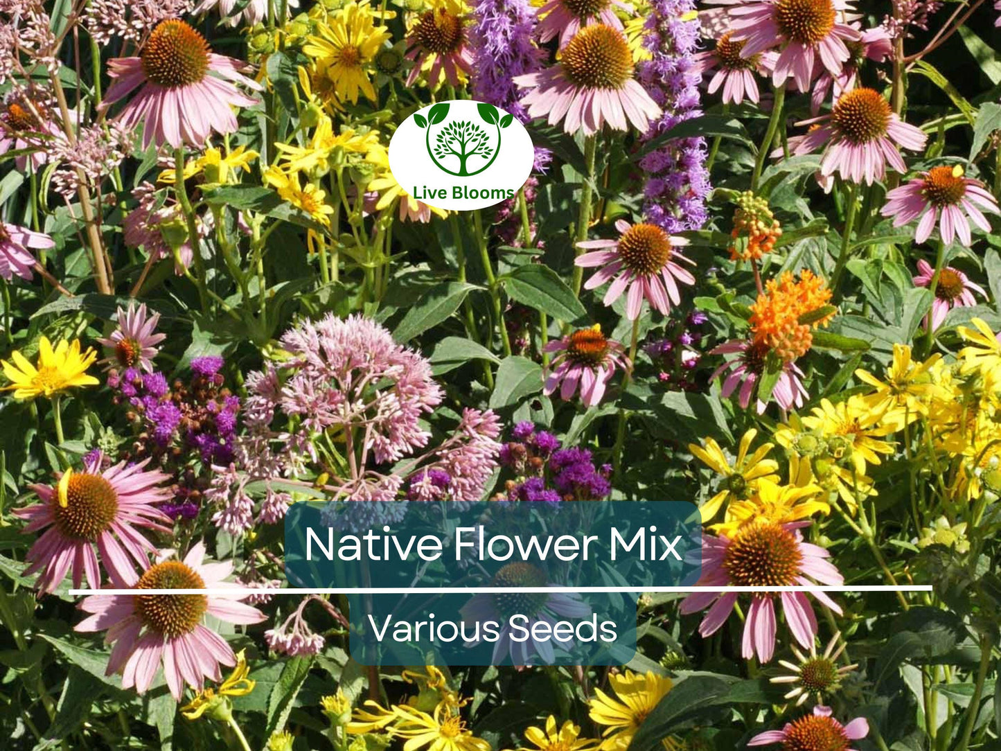 1000 Seeds Native Flower Mix for Monarch Butterflies & Milkweed, Non-GMO Pollinator Garden