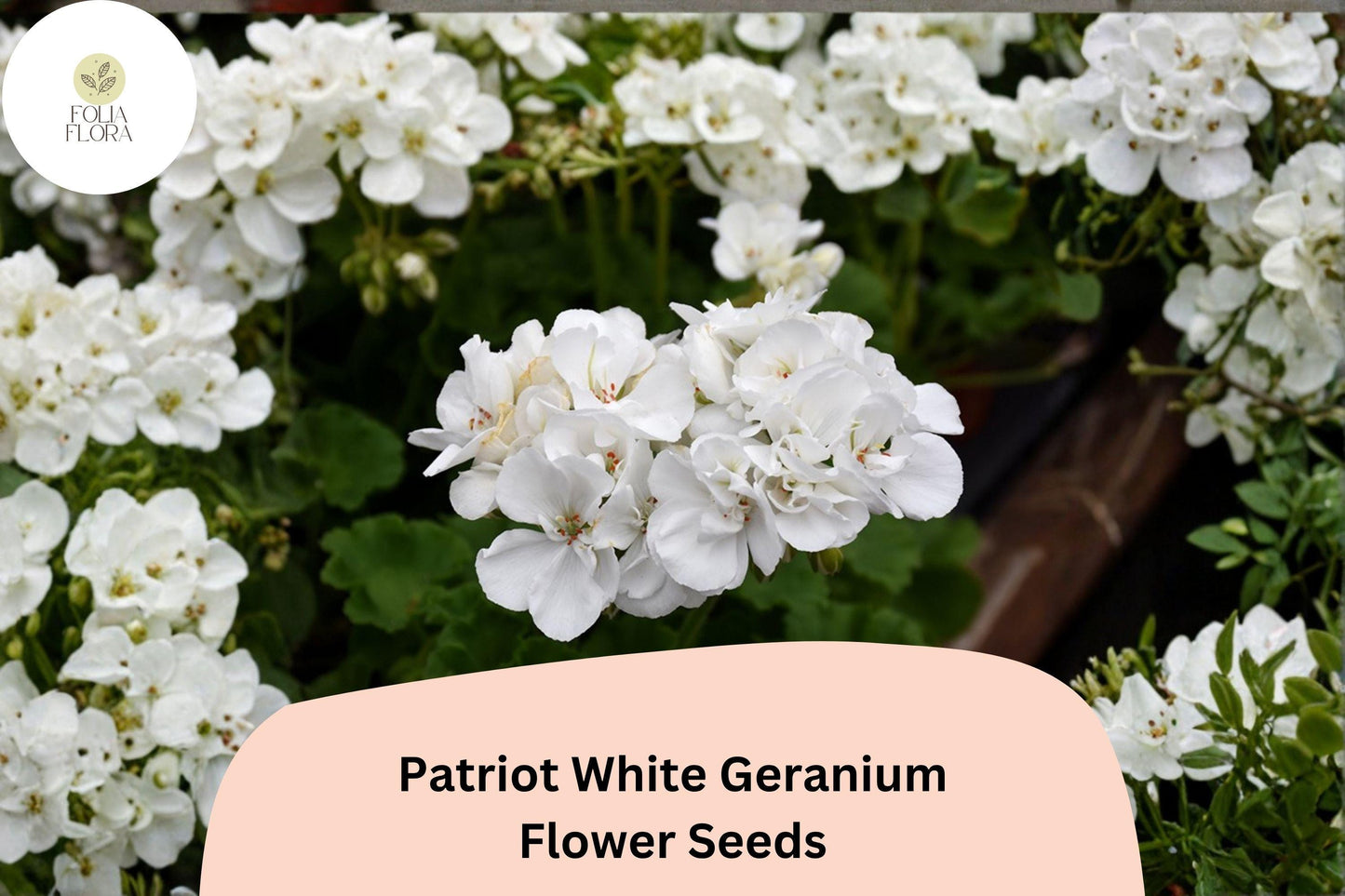 25+ Patriot White Geranium Seeds | Hardy Perennial with Pure White Blooms for Garden Beds & Containers