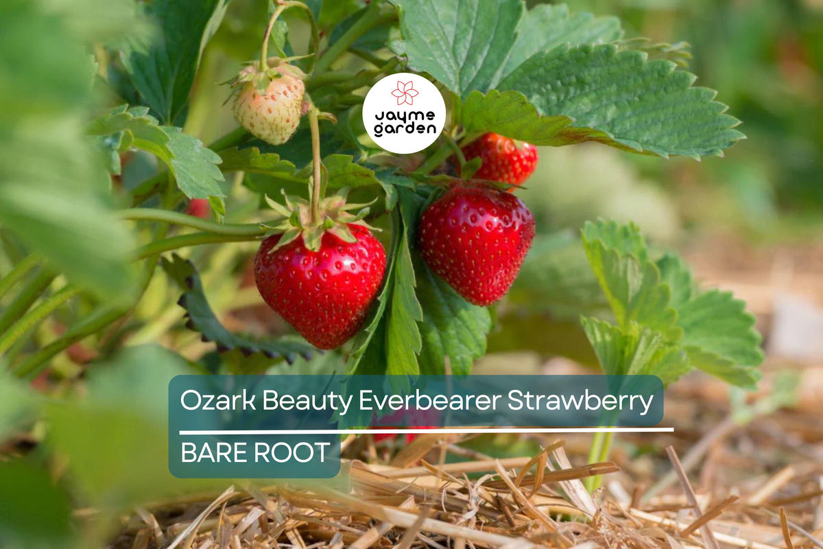 Everbearing Strawberry Plants - 25 Bareroot Ozark Beauty - Fragaria × ananassa - Sweet, Hardy, Ideal for Fresh Eating & Canning