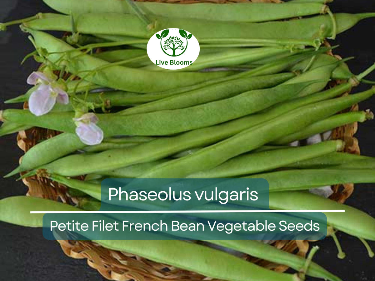 Petite Filet French Bean Seeds - 10 Pack - Phaseolus vulgaris - Tender, Crisp Bush-Type Beans for Gardening & Culinary Use