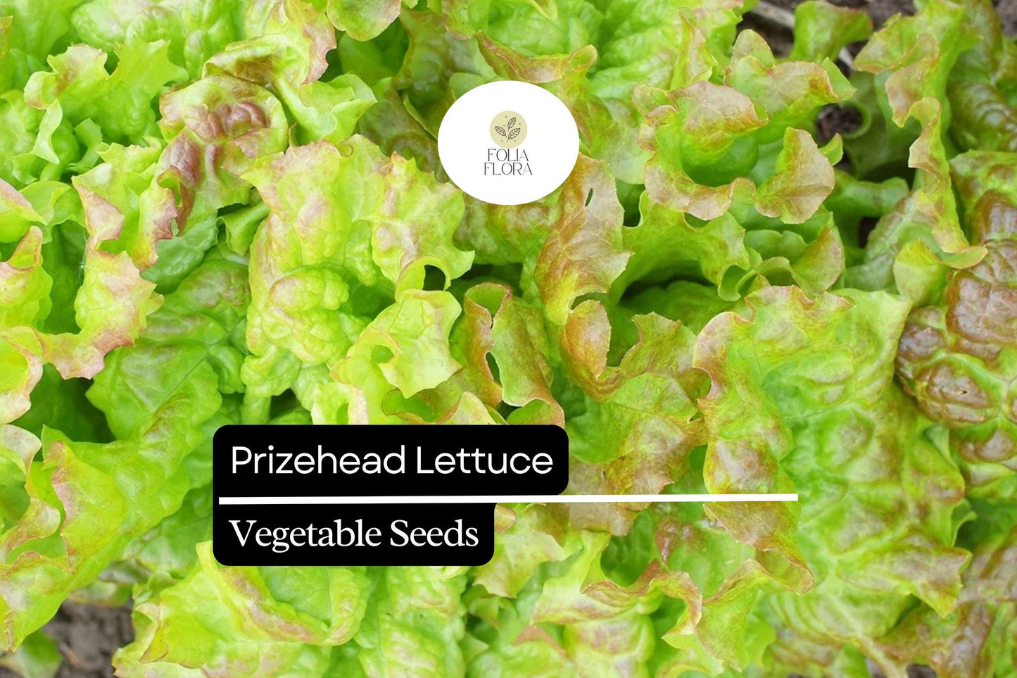 1000 Prizehead Lettuce Seeds – Heirloom, Sweet & Crisp, Heat-Tolerant, Non-GMO Leaf Lettuce
