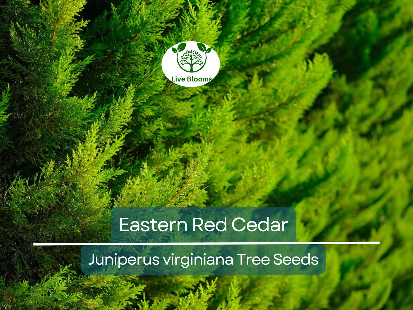 50 Eastern Red Cedar Seeds (Juniperus virginiana) for Evergreen Privacy Screens & Landscaping