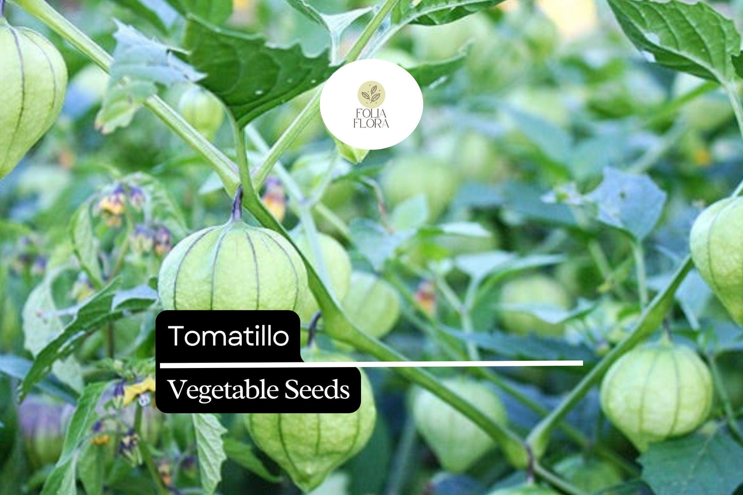 Tomatillo Seeds (Physalis philadelphica) | 25 Heirloom Seeds for Salsa Verde | Easy to Grow, High Yield