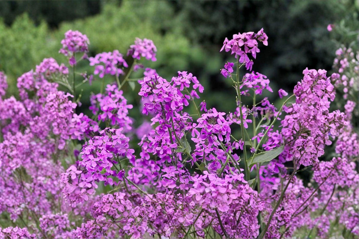 Dames Rocket Seeds - 100 Pack - Fragrant Wildflower - Hesperis matronalis - Purple, Pink, White Blooms - Easy to Grow