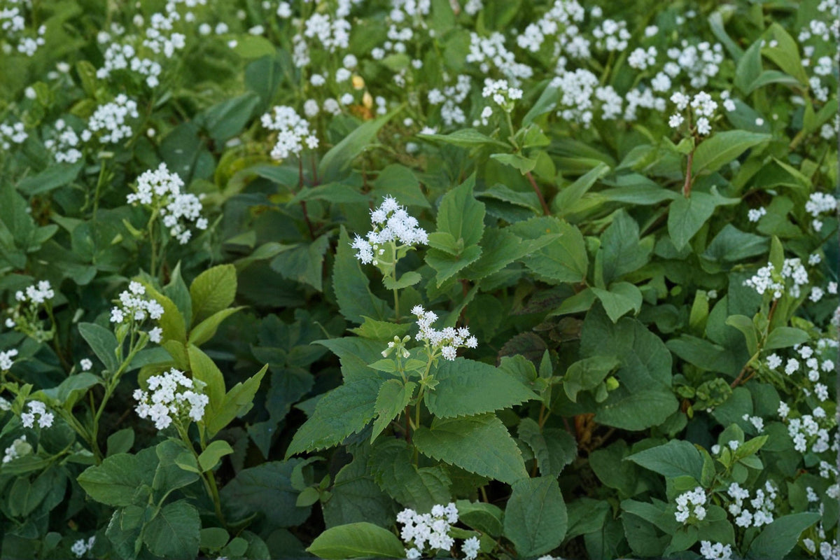 White Snakeroot Seeds - 500 Native Perennial Seeds for Shade Garden, Pollinator Plant, Ageratina altissima - Non-GMO