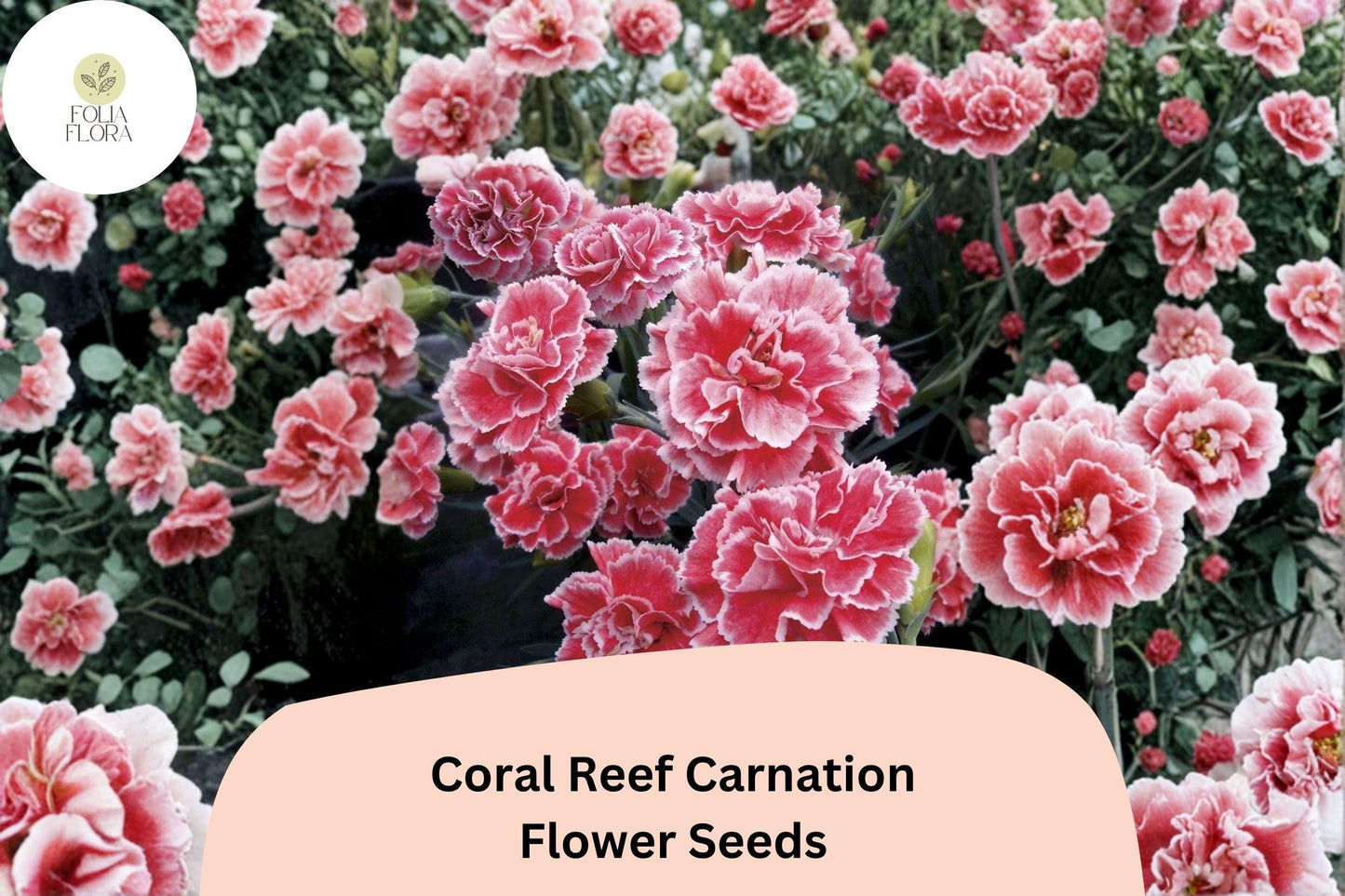 200+ Coral Reef Carnation Seeds | Dianthus caryophyllus | Coral Pink Perennial Flowers for Borders & Cut Flowers