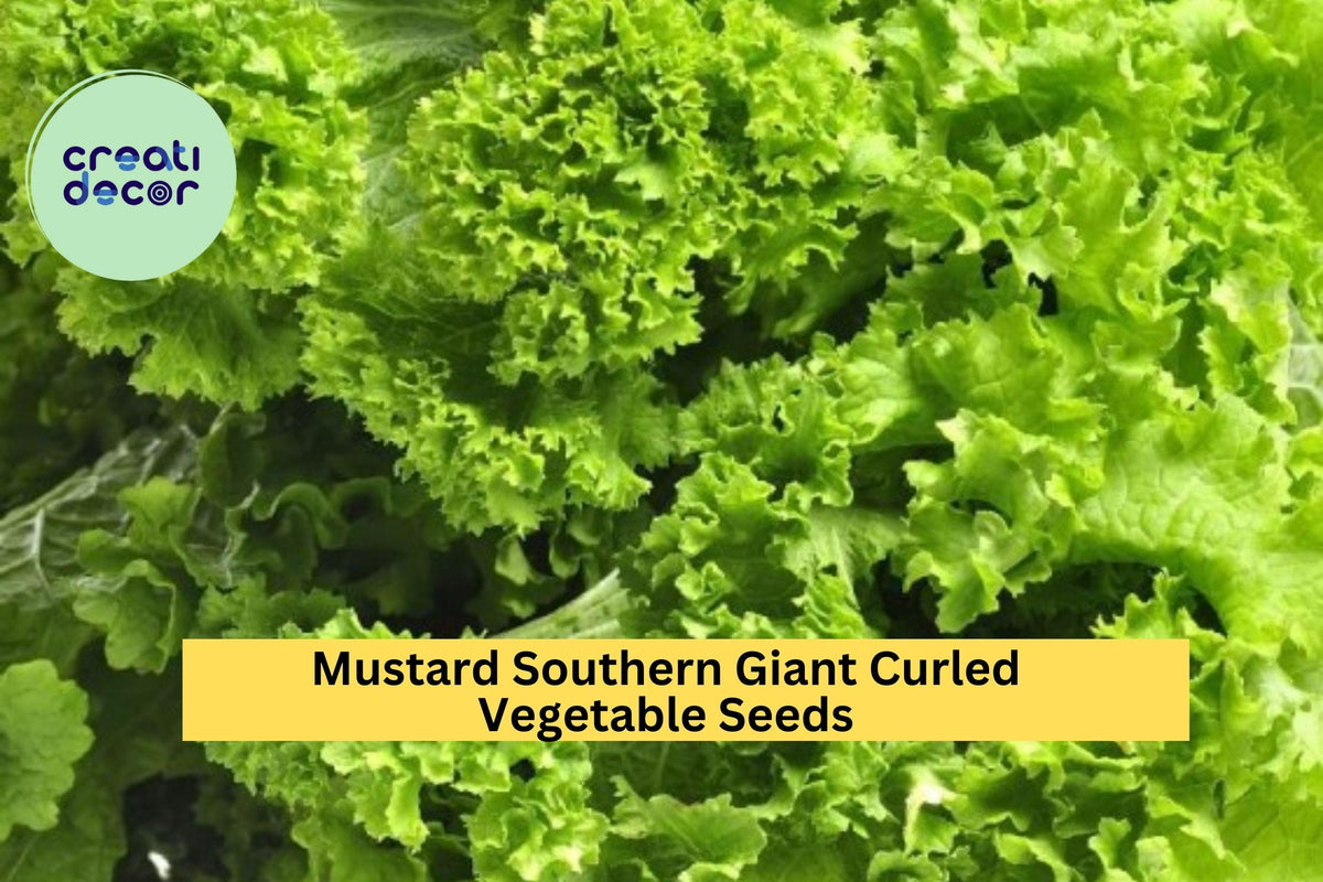 Southern Giant Curled Mustard Seeds - 3pcs of 1g Heirloom Leafy Greens, Brassica juncea, Fast-Growing, Bold Flavor for Garden