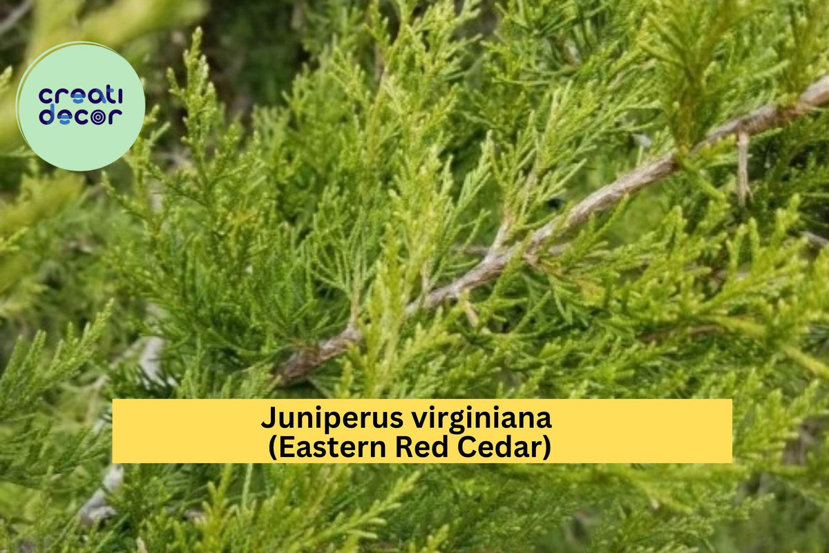 Eastern Red Cedar Seedling – 5” Live Juniperus virginiana – Hardy Evergreen for Landscape or Hedge, Aromatic Foliage