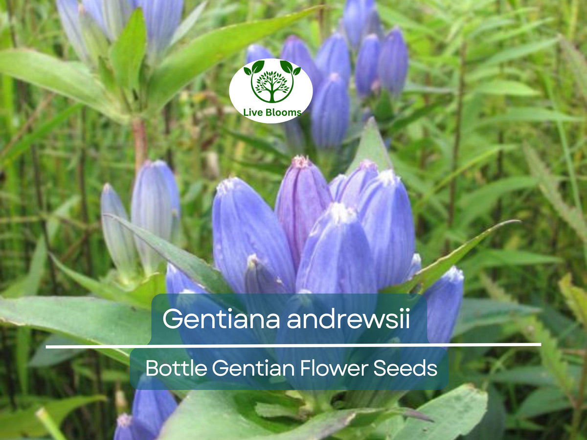 Gentiana andrewsii Seeds 100 mg | Rare Bottle Gentian | Blue Wildflower for Shade Gardens & Pollinator Habitats
