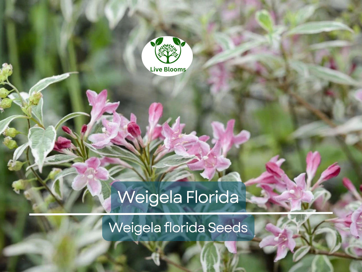 100 Weigela Florida Bush Seeds - Pink & White Flowering Shrub (Weigela florida) - Hardy Perennial Garden Plants