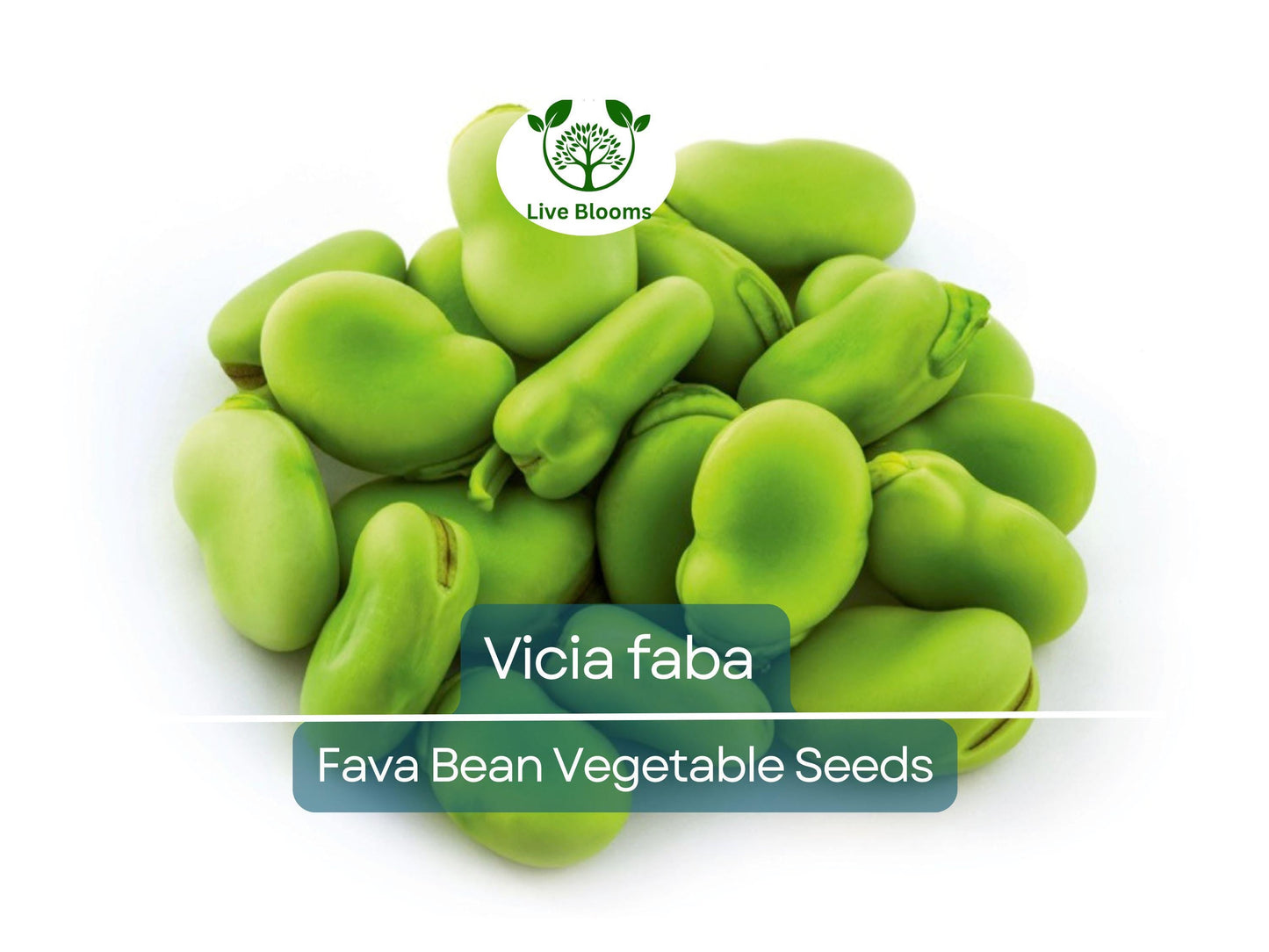5 Heirloom Fava Bean Seeds - Vicia faba for Planting, Gardening & Culinary Use
